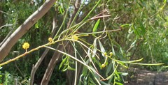Acacia calamifolia
