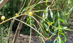 Acacia calamifolia