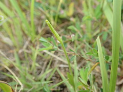 Ophioglossum thermale
