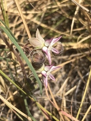 Asclepias stellifera