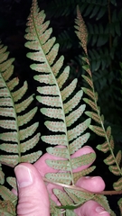 Dryopteris × neowherryi