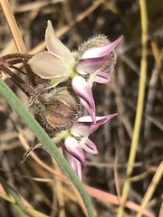 Asclepias stellifera
