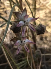 Asclepias stellifera