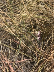 Asclepias stellifera