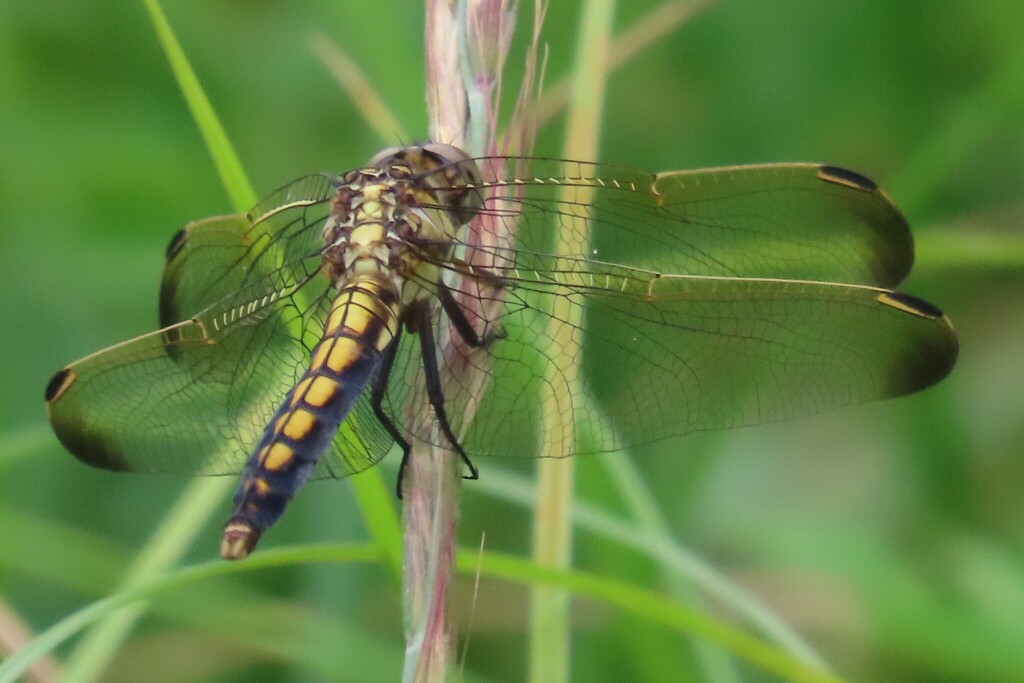 Orthetrum lineostigma