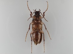 Cebrioninae