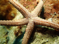 Fromia heffernani
