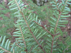 Tsuga sieboldii