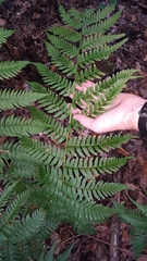 Dryopteris × neowherryi