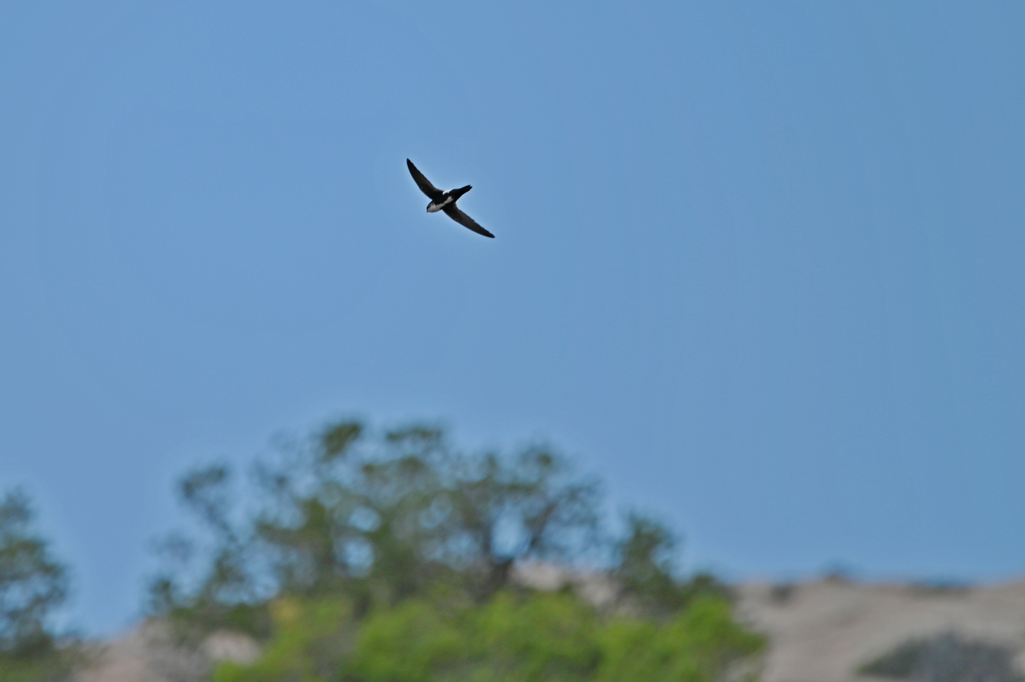 Aeronautes saxatalis (Woodhouse, 1853)