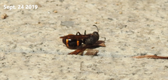 Orancistrocerus drewseni