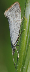 Euceratia castella