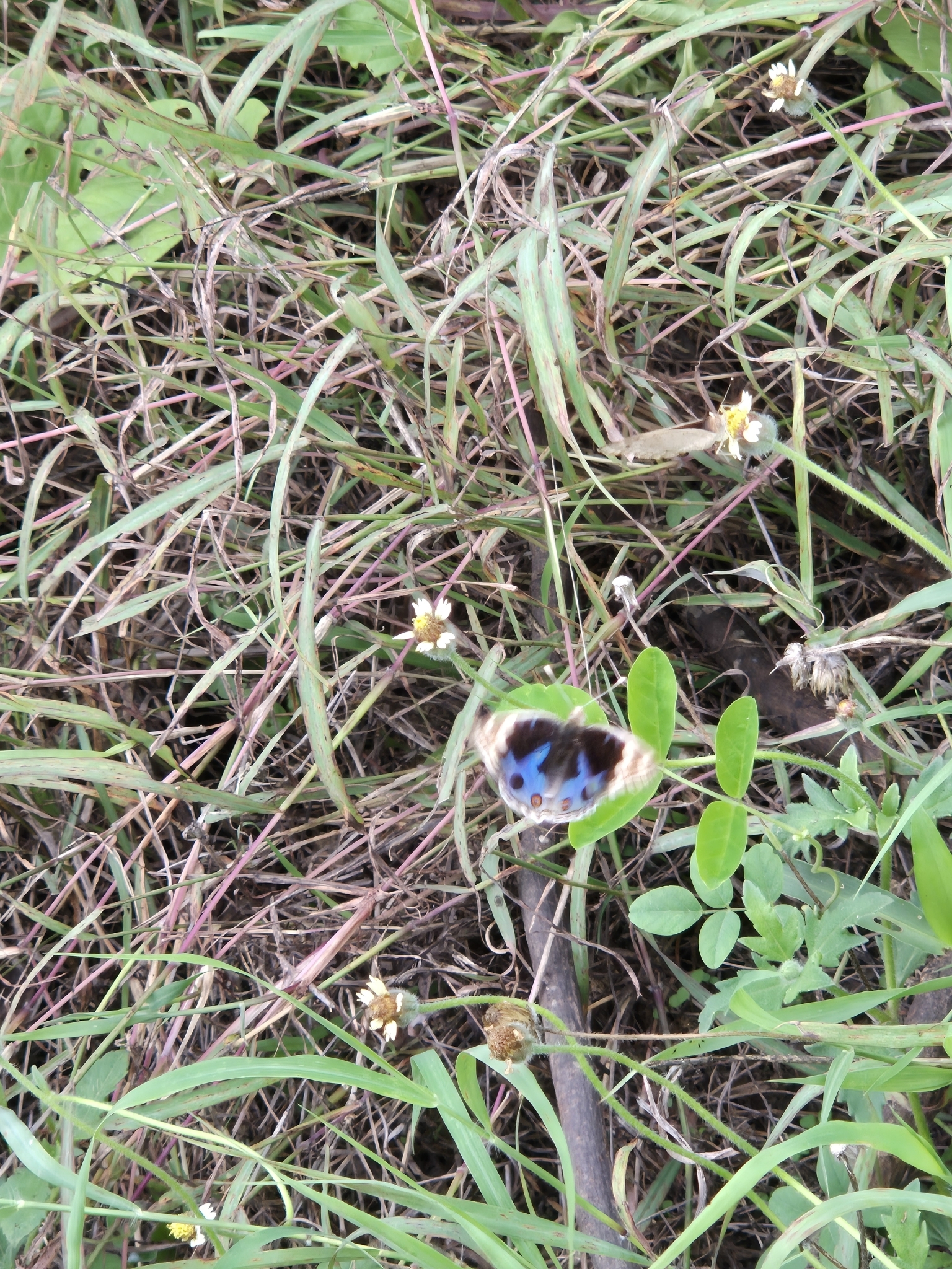 Blue Pansy