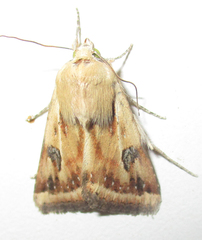 Heliothis scutuligera