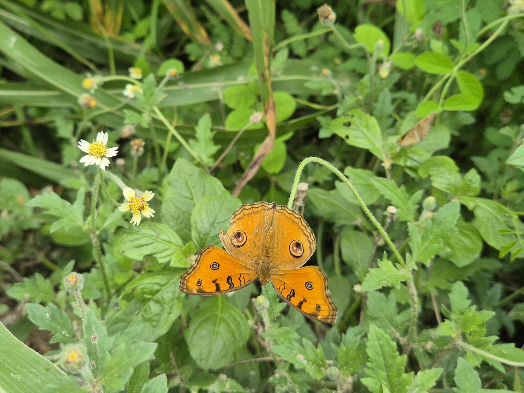 Peacock Pansy