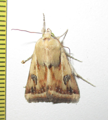 Heliothis scutuligera