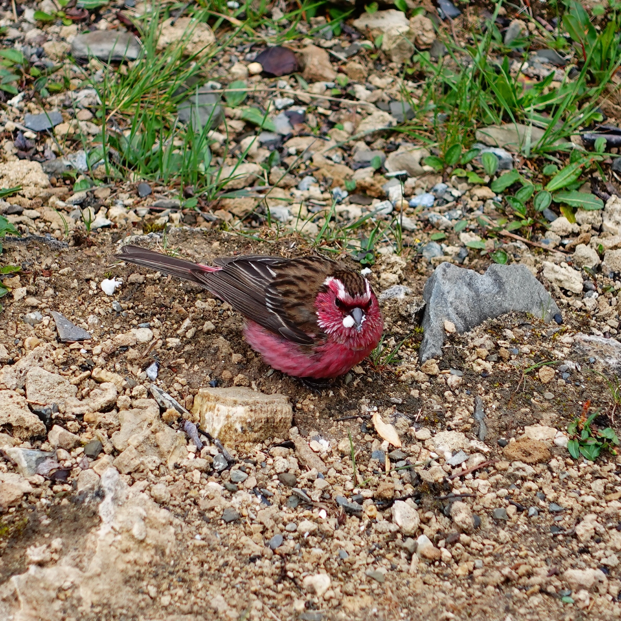 Chinese White-browed Rosefinch (Carpodacus dubius), photo 5