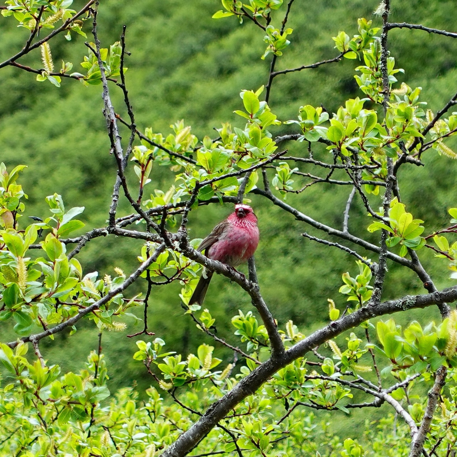 Chinese White-browed Rosefinch
