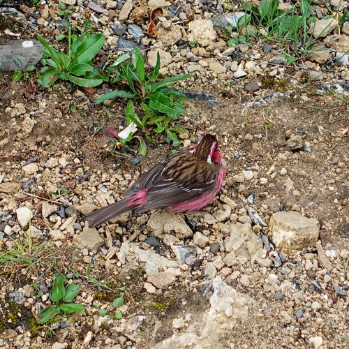 Chinese White-browed Rosefinch (Carpodacus dubius), photo 10