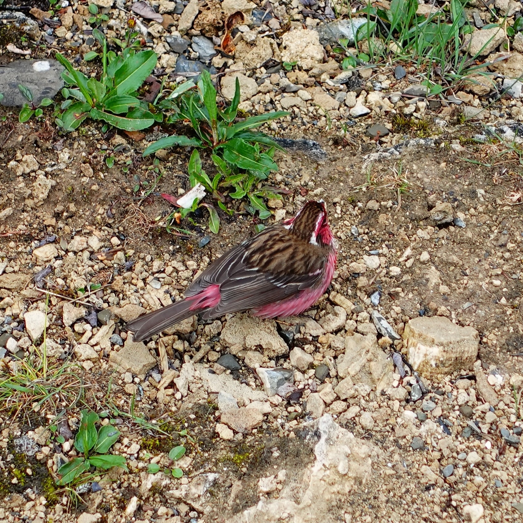 Chinese White-browed Rosefinch