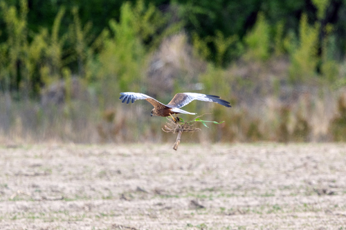 Western Marsh Harrier