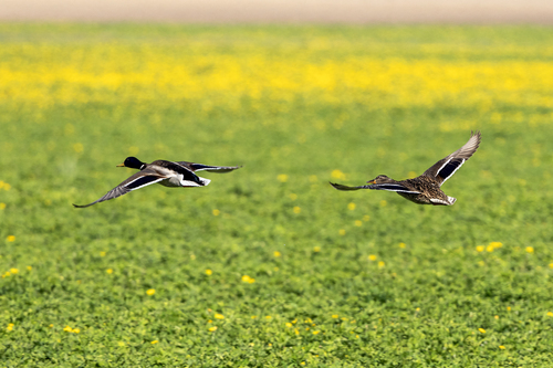 Mallard