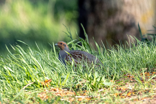 Gray Partridge