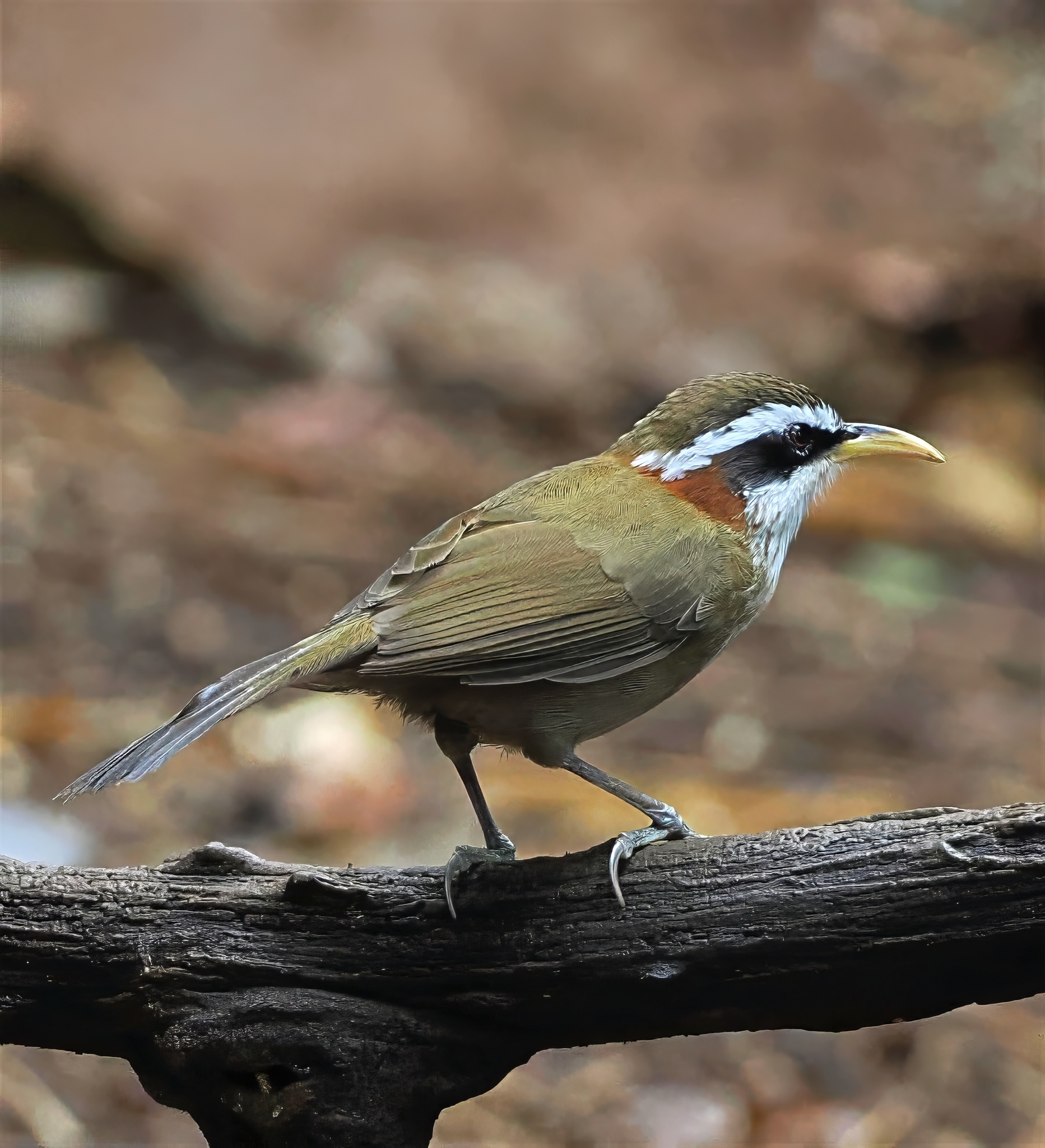 Streak-breasted Scimitar Babbler