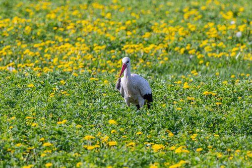 European White Stork