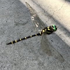 Anotogaster sieboldii