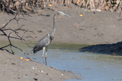 Ardea sumatrana