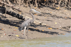 Ardea sumatrana