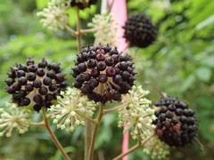 Aralia cordata
