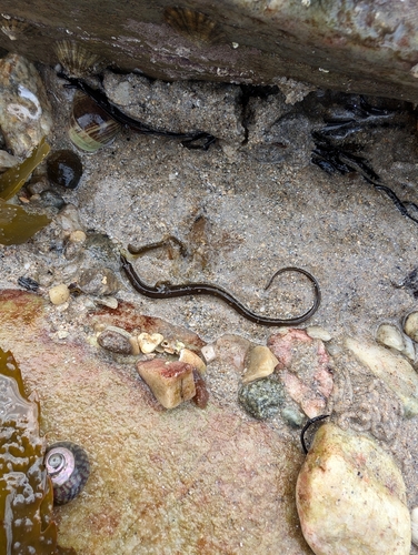 Nerophis lumbriciformis