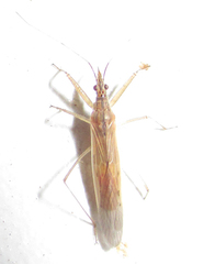 Nabis capsiformis