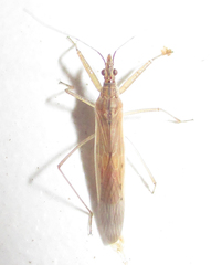 Nabis capsiformis