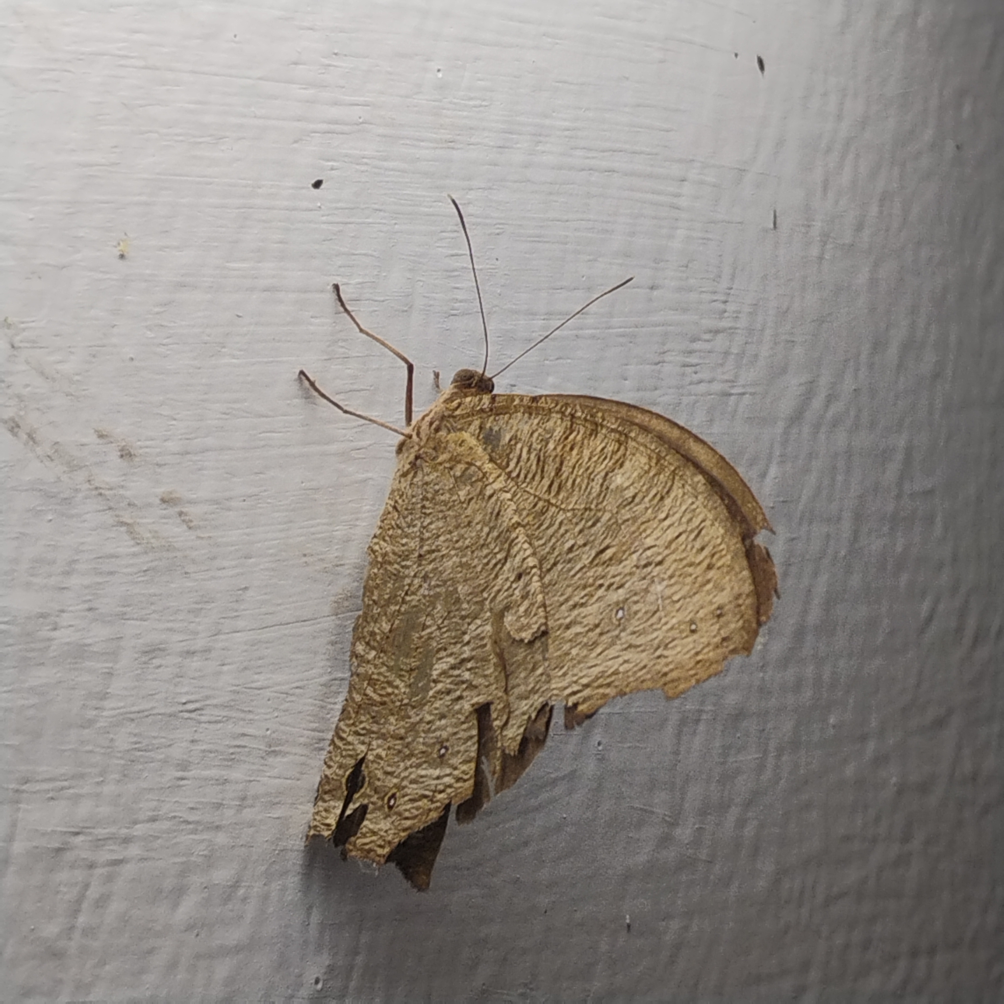Common Evening Brown