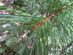 Pinus parviflora