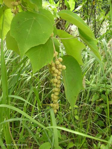 Mallotus barbatus, photograph 3