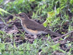 Turdus pelios