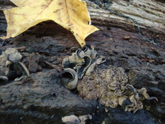 Ionomidotis irregularis