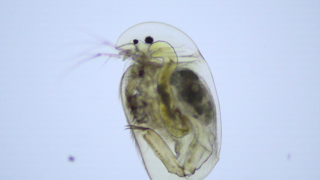 Acroperus angustatus