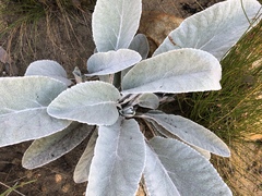 Hermas gigantea