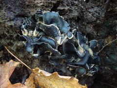 Ionomidotis irregularis