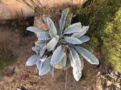 Hermas gigantea