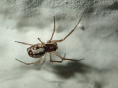 Microlinyphia pusilla