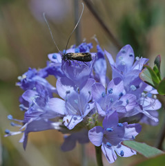 Adela singulella
