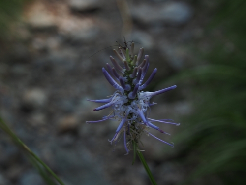 Phyteuma scorzonerifolium