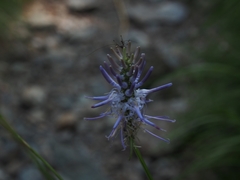Phyteuma scorzonerifolium