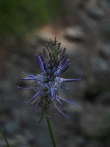 Phyteuma scorzonerifolium, photograph 1